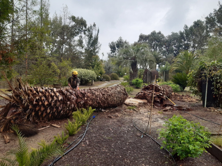 Abattage de palmier, Montpellier, ArboPlan