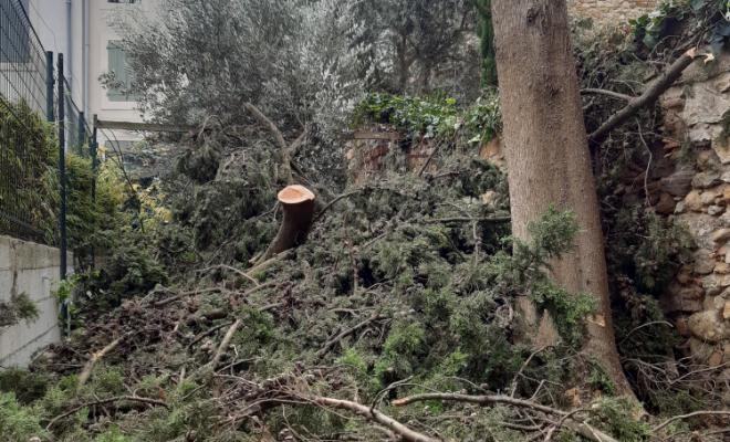 Démontage d'arbre, Montpellier, ArboPlan